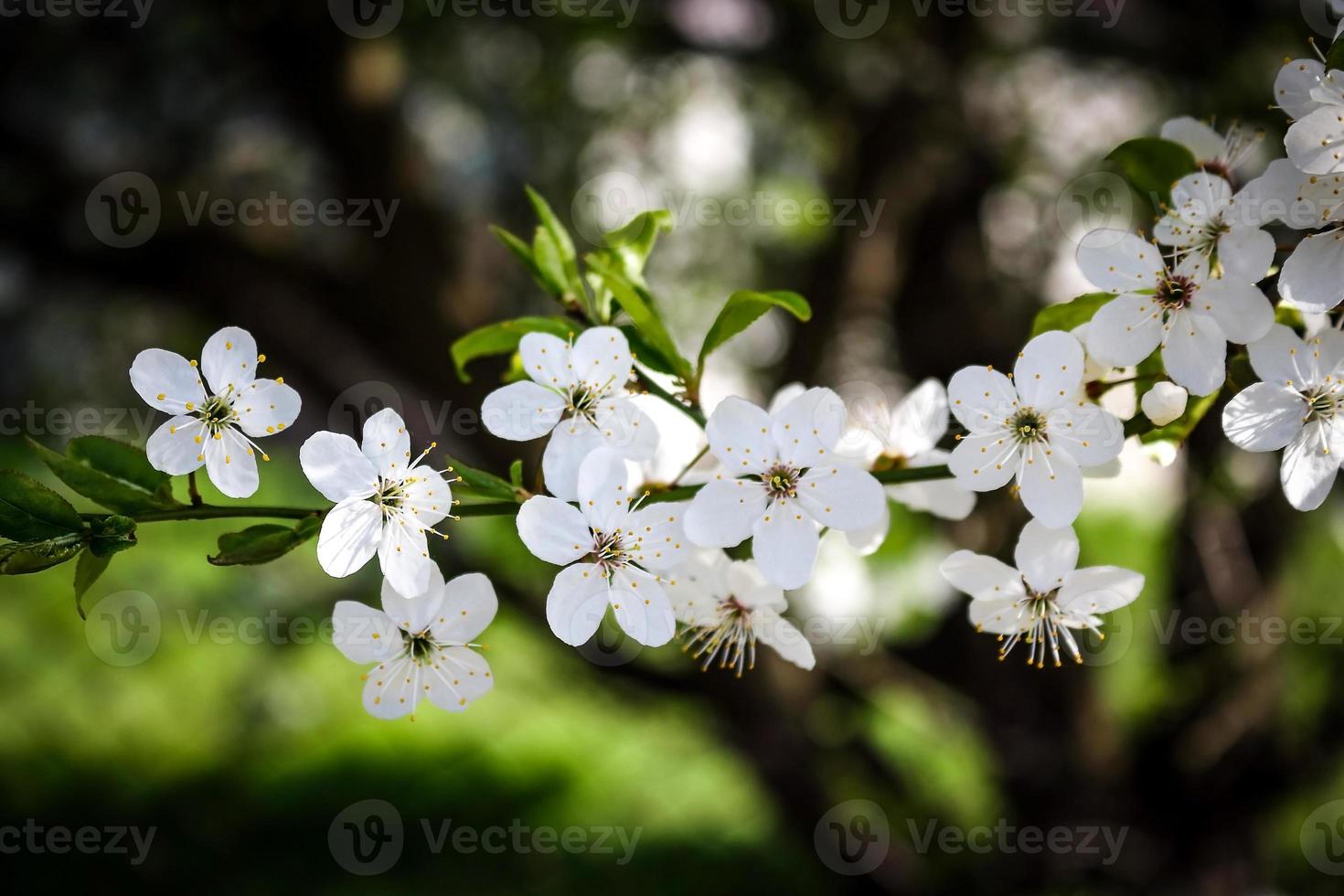 prunellier blanc petites fleurs qui fleurit sur branche sur fond flou photo