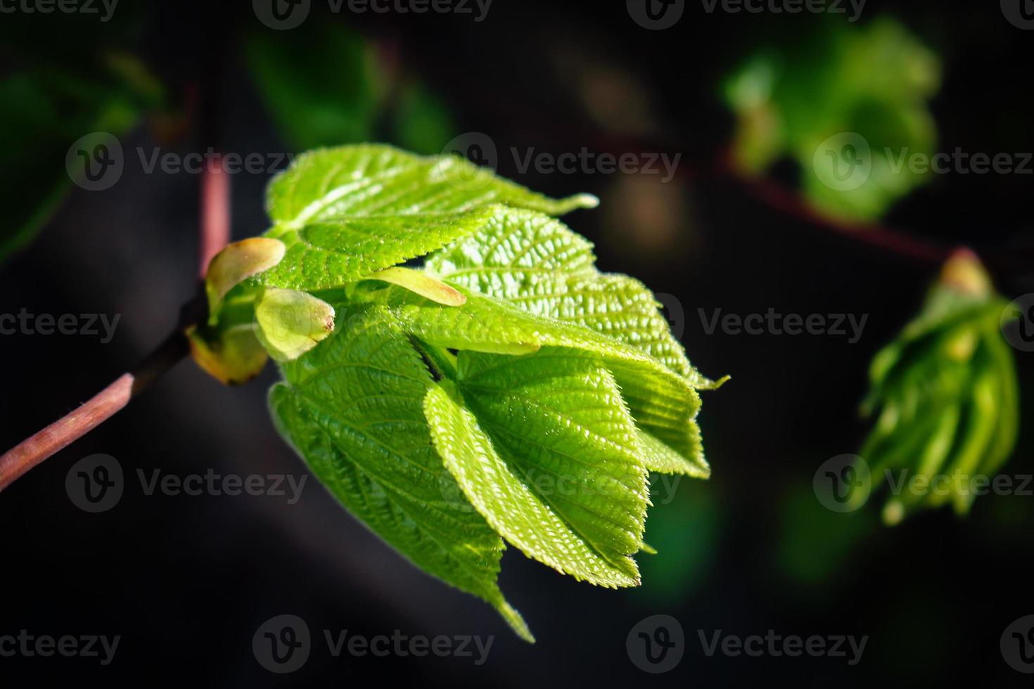 Jeunes feuilles de tilleul juteuses fraîches au soleil isolées sur fond noir photo