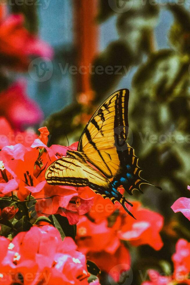 coloré fleurs attirer papillons, pollinisateurs cette apporter la vie à jardins photo