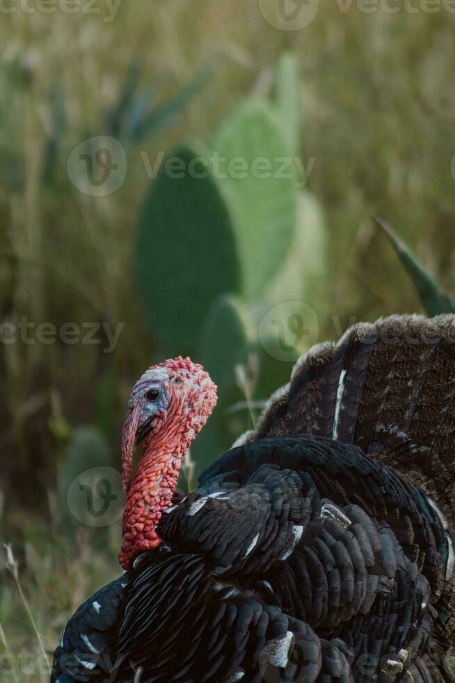 le Turquie, une oiseau de nature, mélanges avec le rempli de plantes alentours photo