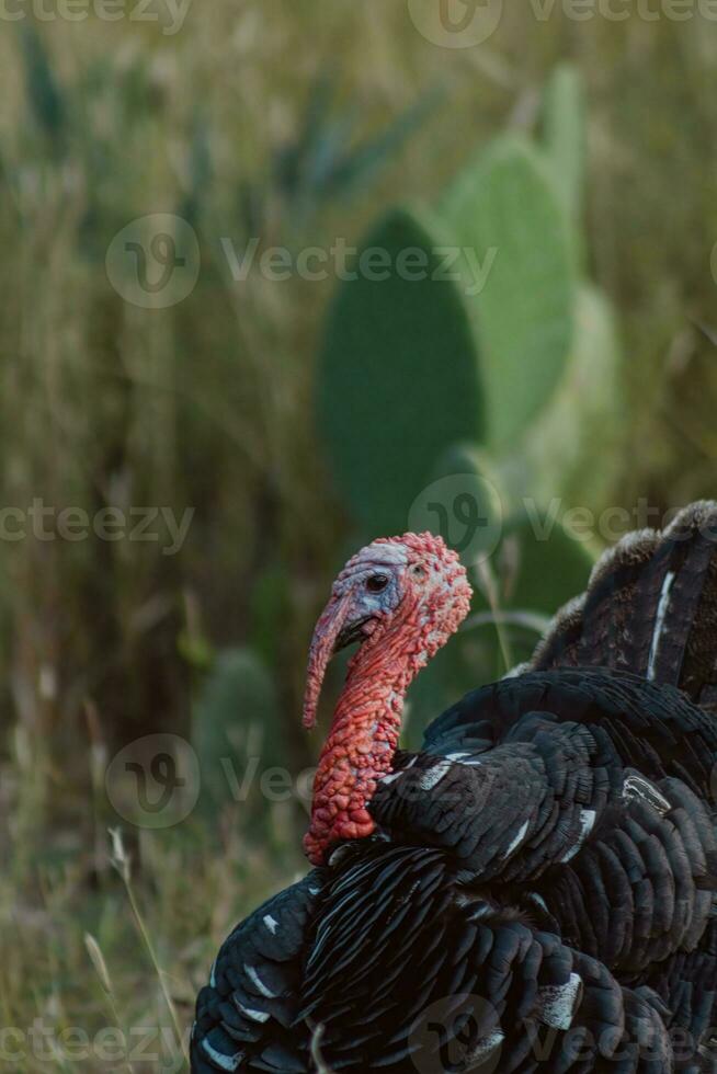 le Turquie, une oiseau de nature, mélanges avec le rempli de plantes alentours photo