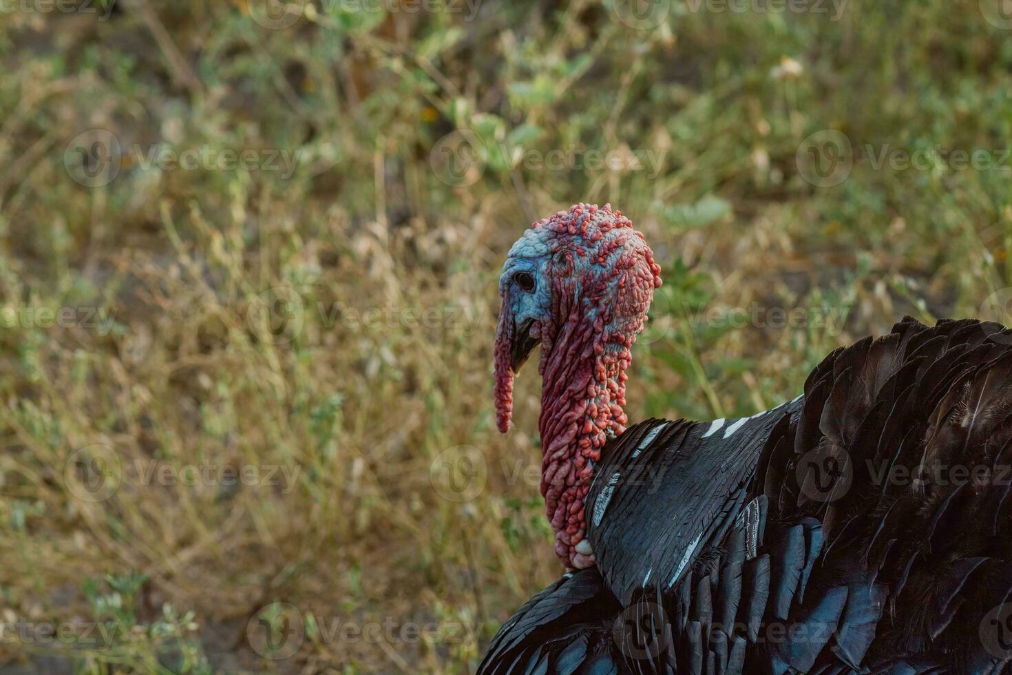 le Turquie, une oiseau de nature, mélanges avec le rempli de plantes alentours photo