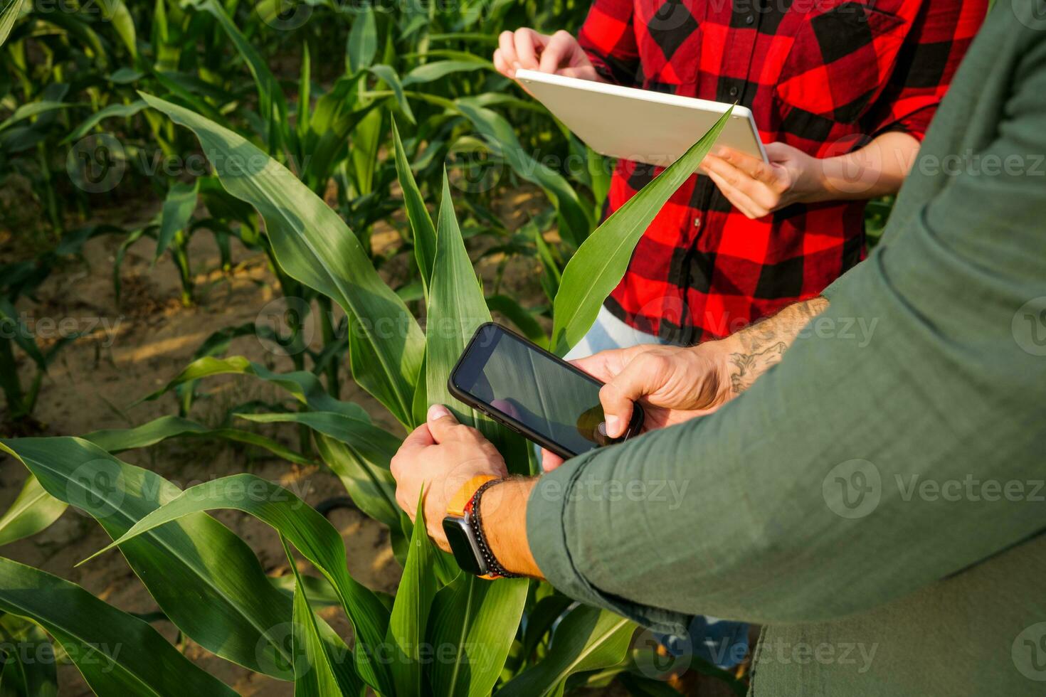 Les agriculteurs sont cultiver maïs. elles ou ils sont examiner le progrès de le les plantes. agricole profession. photo