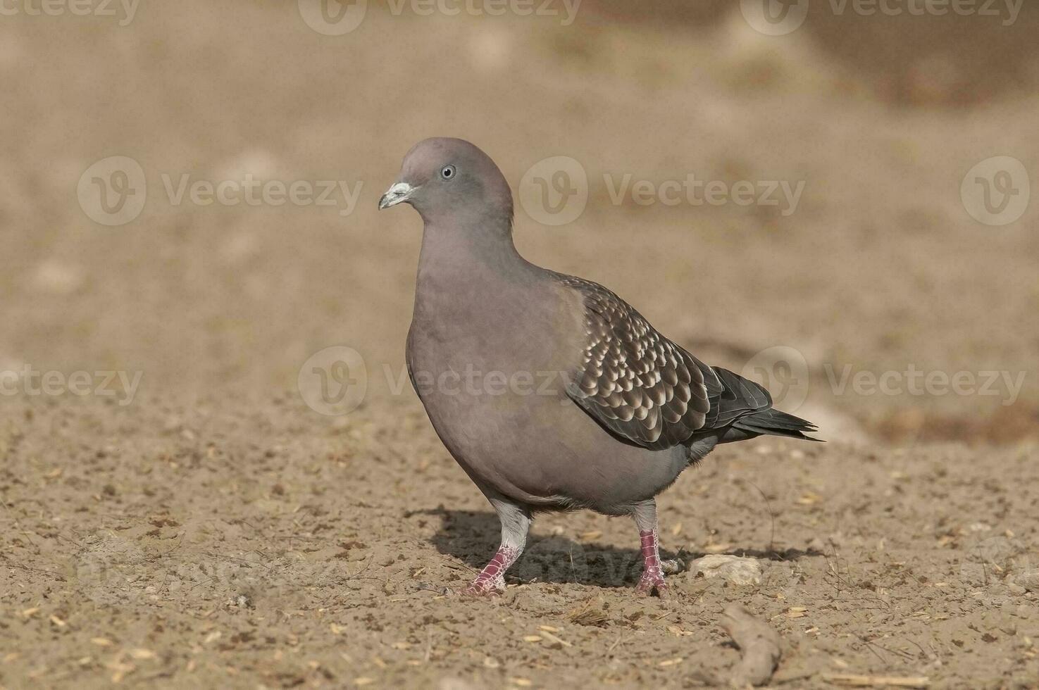 place ailé Pigeon en marchant sur le sol, la la pampa province, patagonie, Argentine. photo