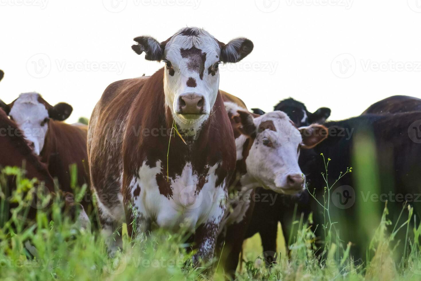 vache et bébé dans pampa campagne, patagonie, Argentine. photo