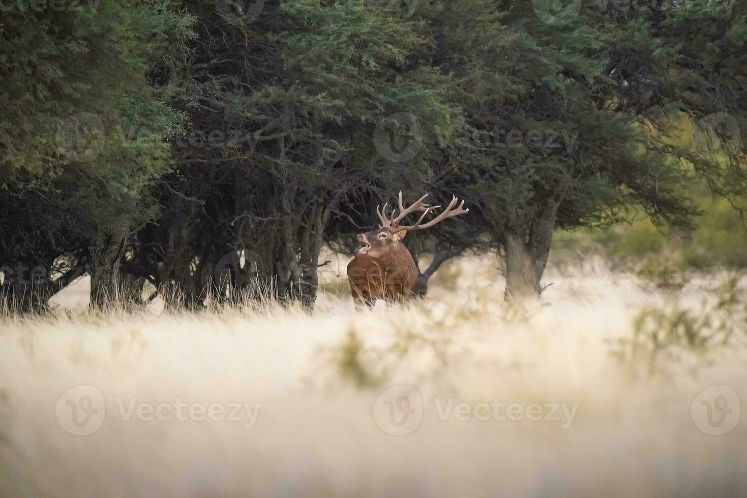 rouge cerf dans parque luro la nature réserve, la pampa, Argentine photo