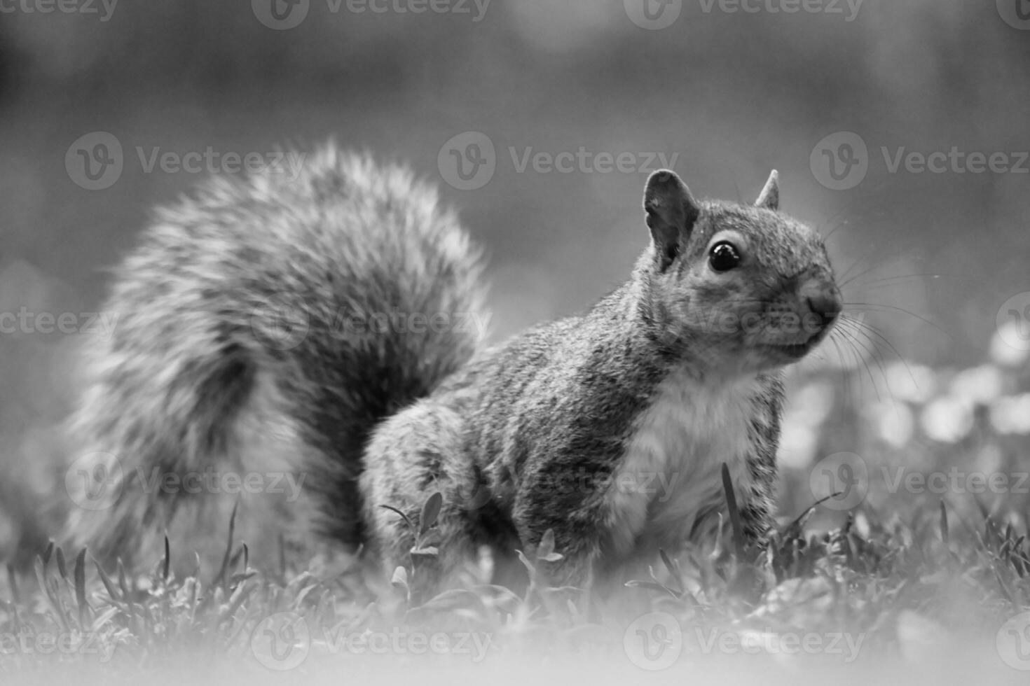 mignonne écureuil dans herbe cherchant nourriture à mise en garde Publique parc de luton photo