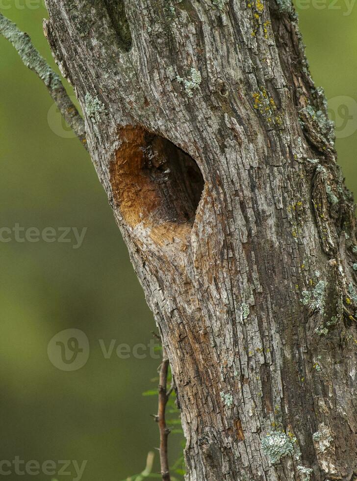 baie ailé vacher nid, dans calden forêt environnement, la la pampa province, patagonie, Argentine. photo