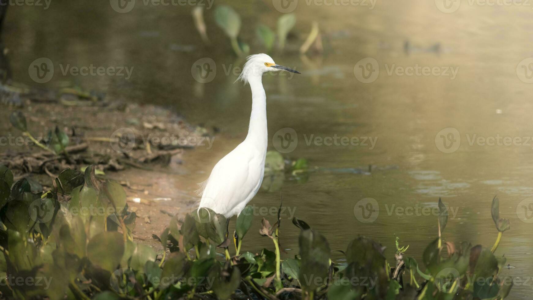 neigeux aigrette dans zone humide environnement, pantanal, brésil photo