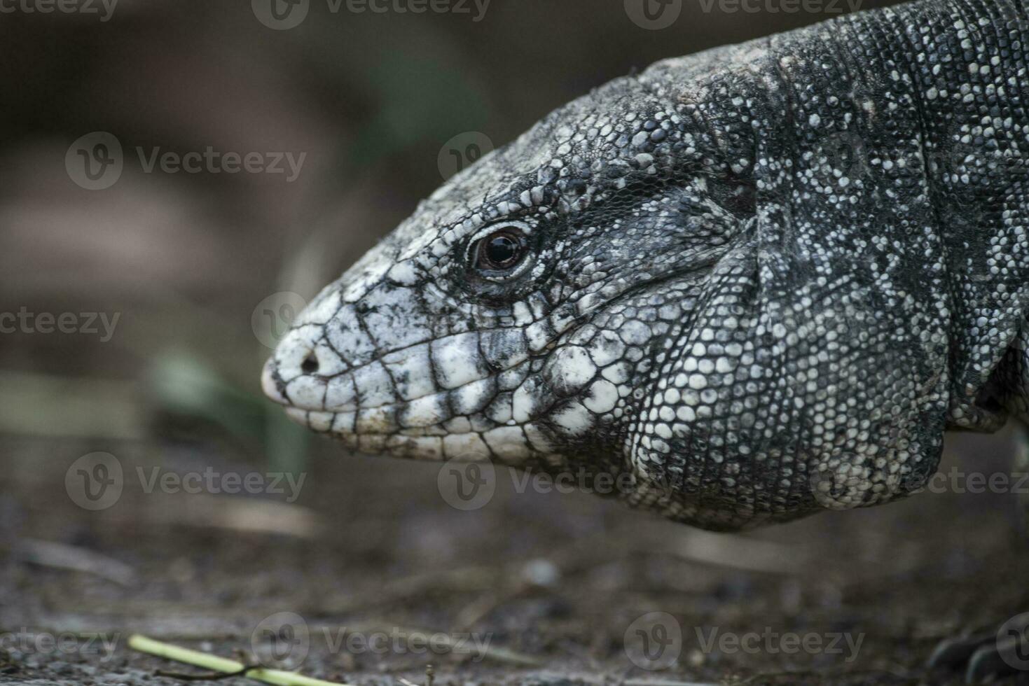 argentin noir et blanc tegu Lézard, Pantanal, Brésil photo