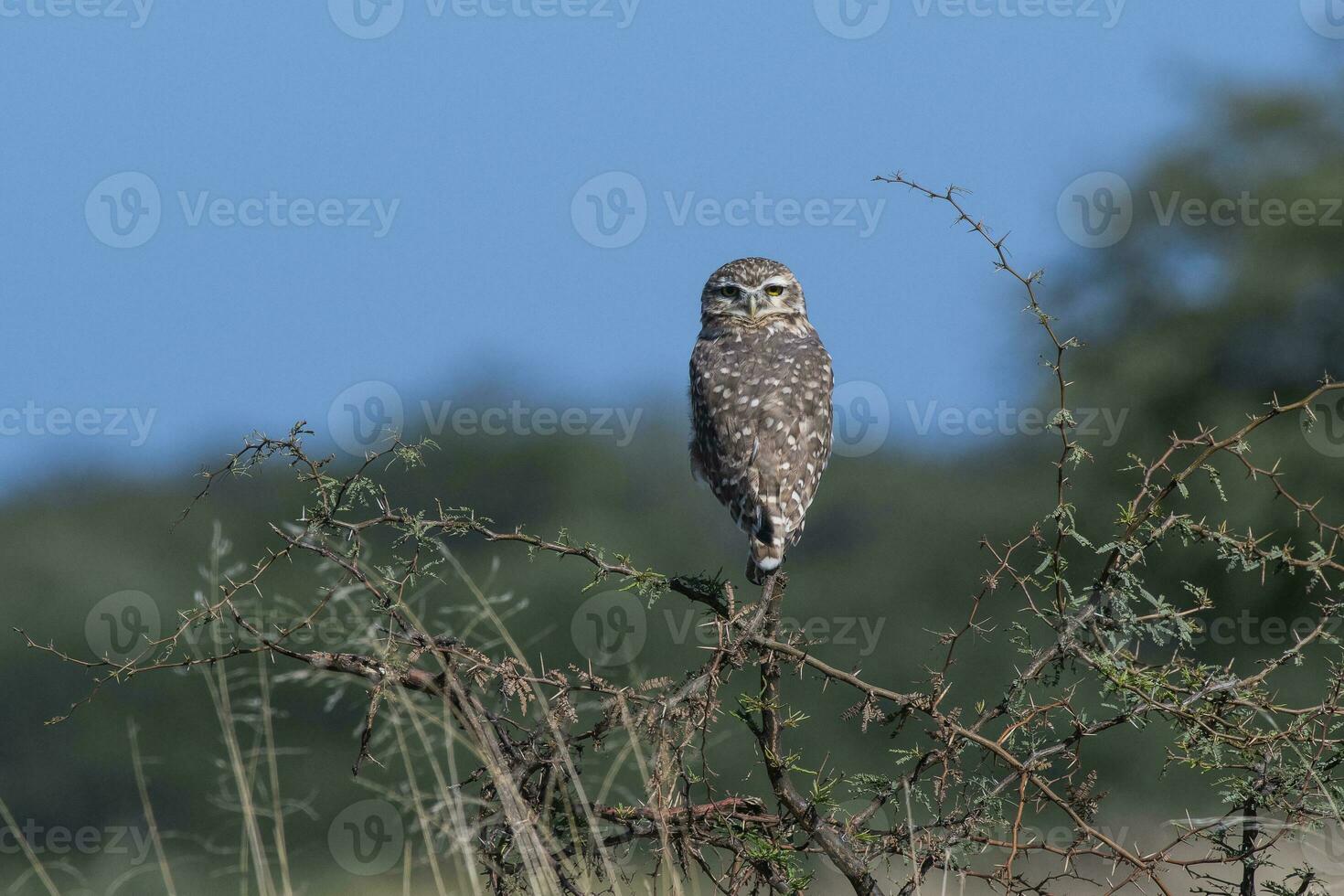 creuser hibou perché, la la pampa province, patagonie, Argentine. photo