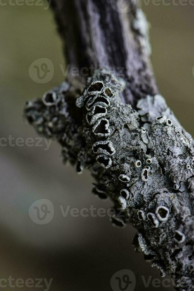 les lichens attaché à une arbre bifurquer, la la pampa province, patagonie, Argentine. photo