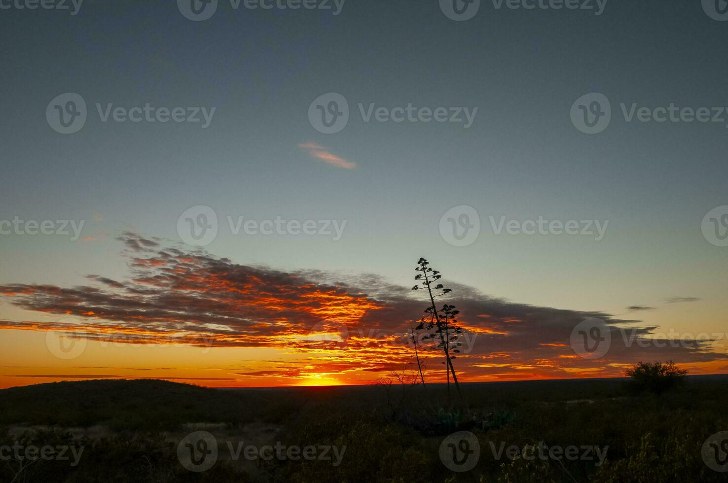 américain aloès, agave américain, la la pampa province, patagonie, Argentine. photo