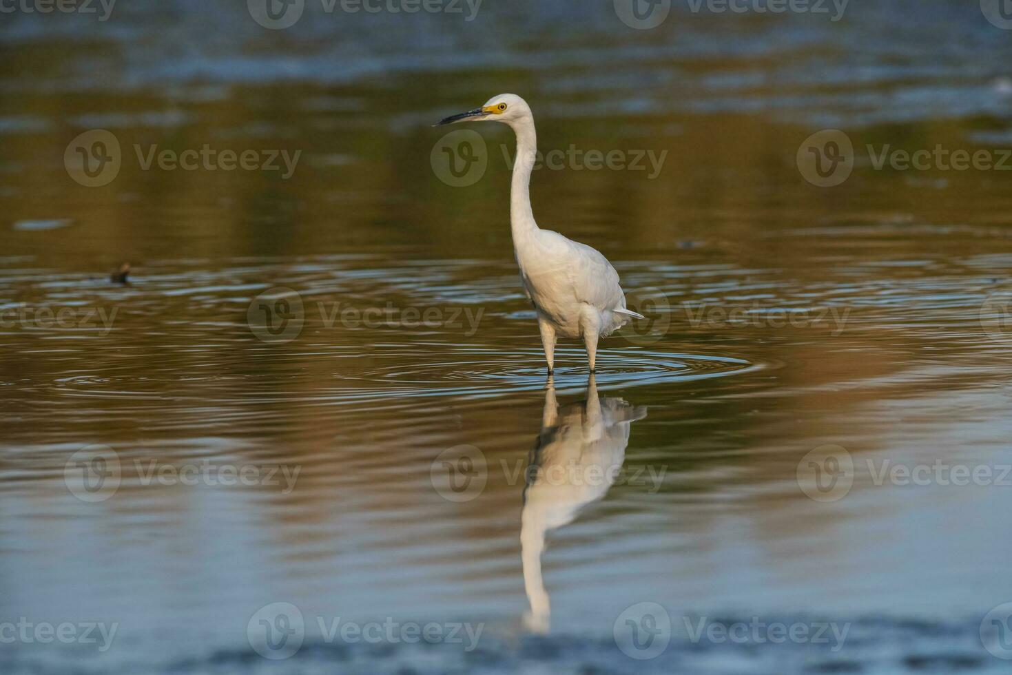 neigeux aigrette, egretta thula , perché, la la pampa province, patagonie, Argentine. photo