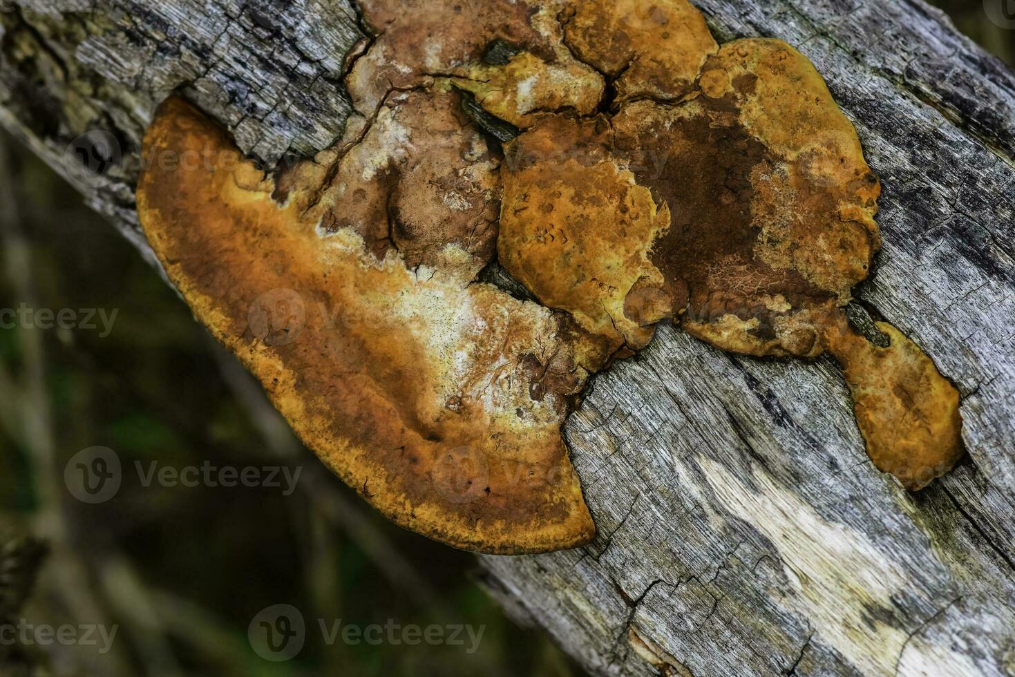 Orange champignon sur le tronc de une arbre, la la pampa province, patagonie, Argentine. photo