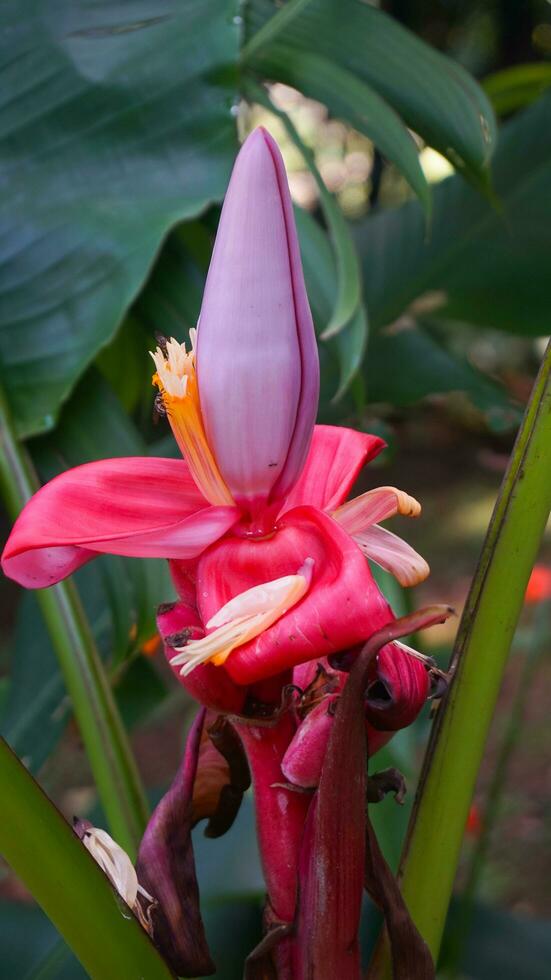 pisang merah ou musa vélutine photo