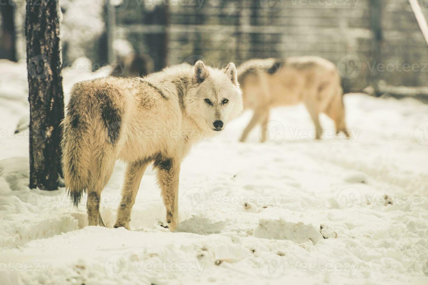 blanc les loups pack photo