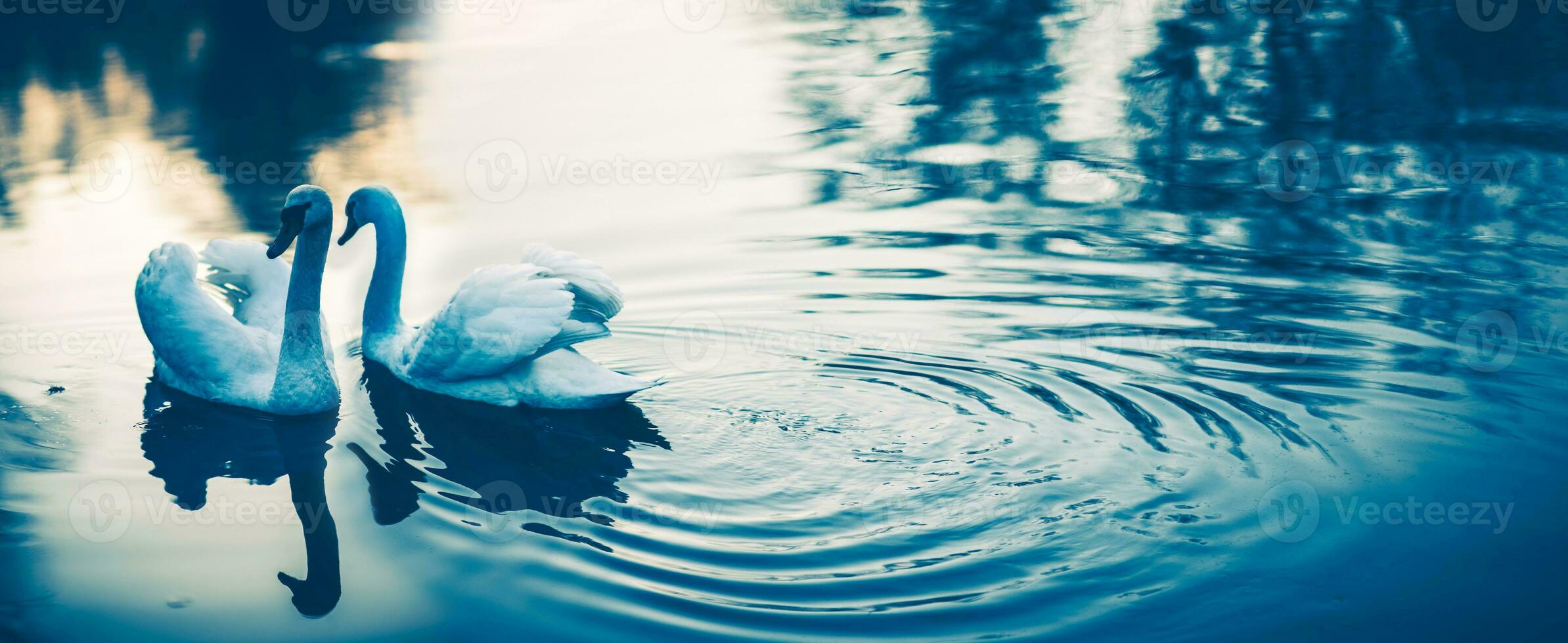 couple de blanc cygnes dans l'amour photo