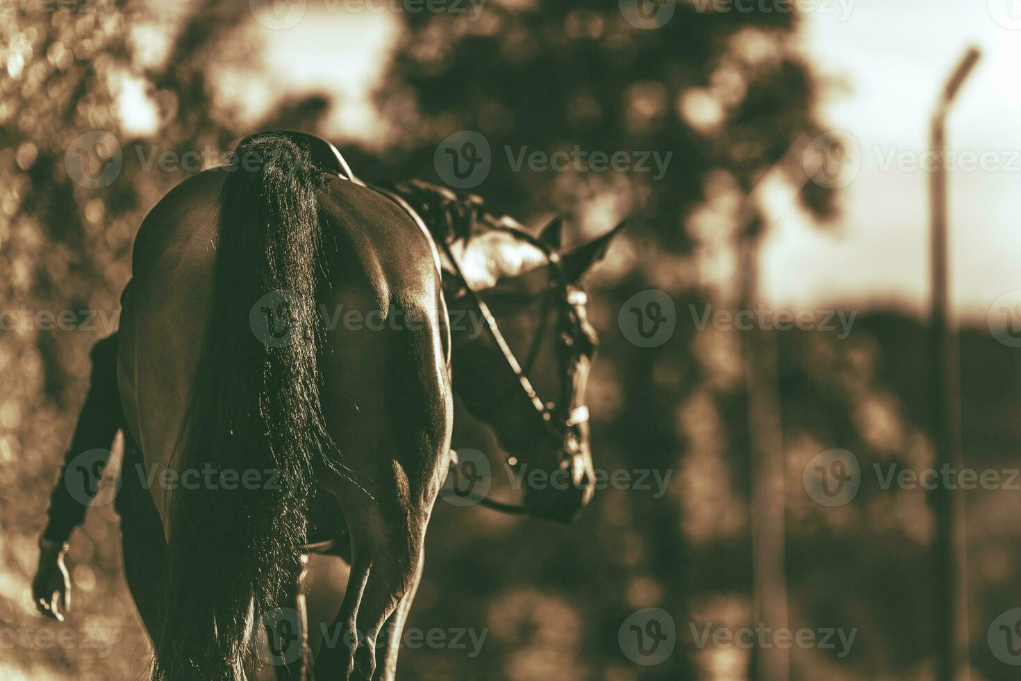 cheval et cavalier relation amicale photo