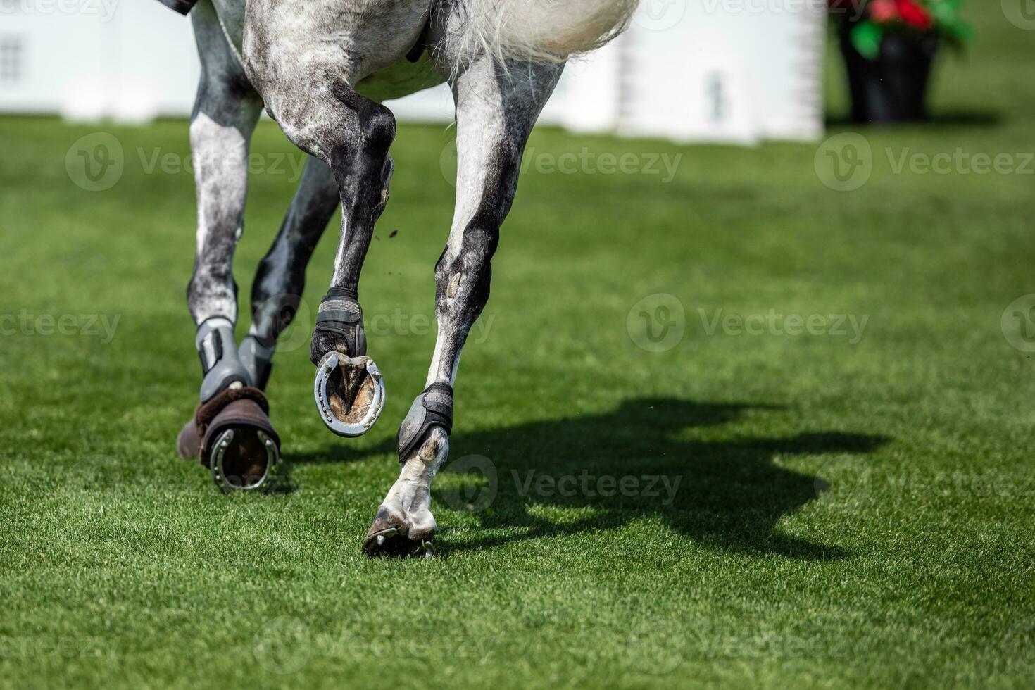 sport spectacle sauter cheval galopant sur herbe arène jambe fermer photo