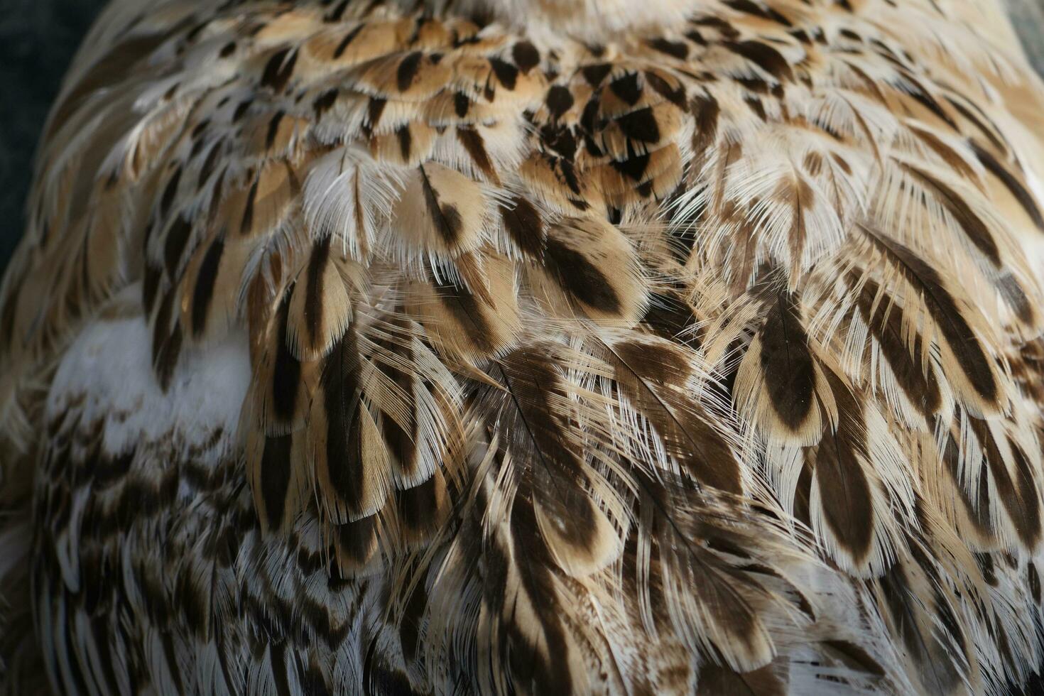 détail de canard plumage photo