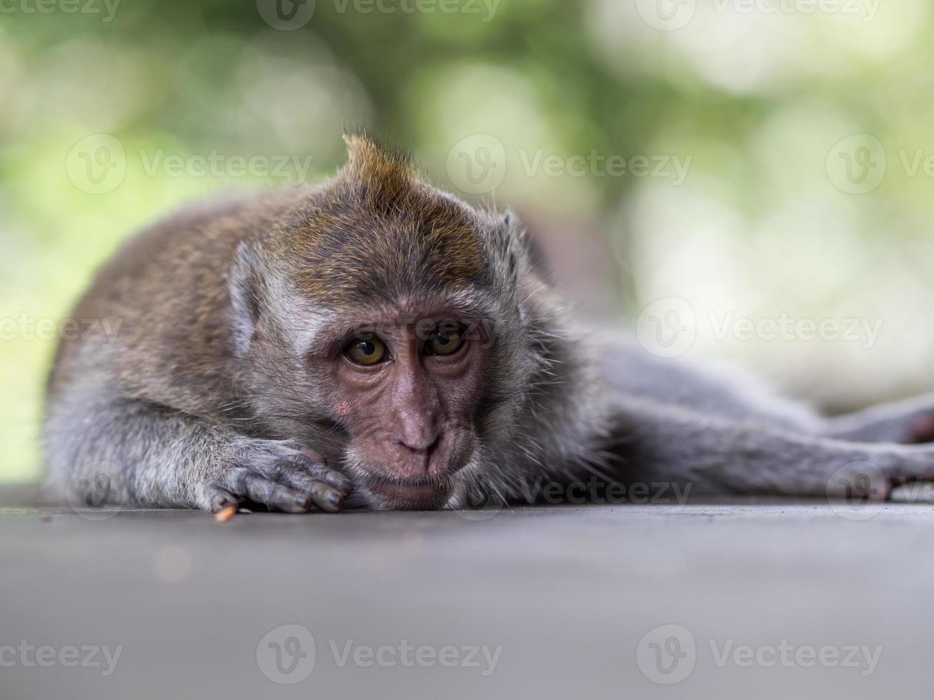 singe dans la forêt des singes d'ubud photo