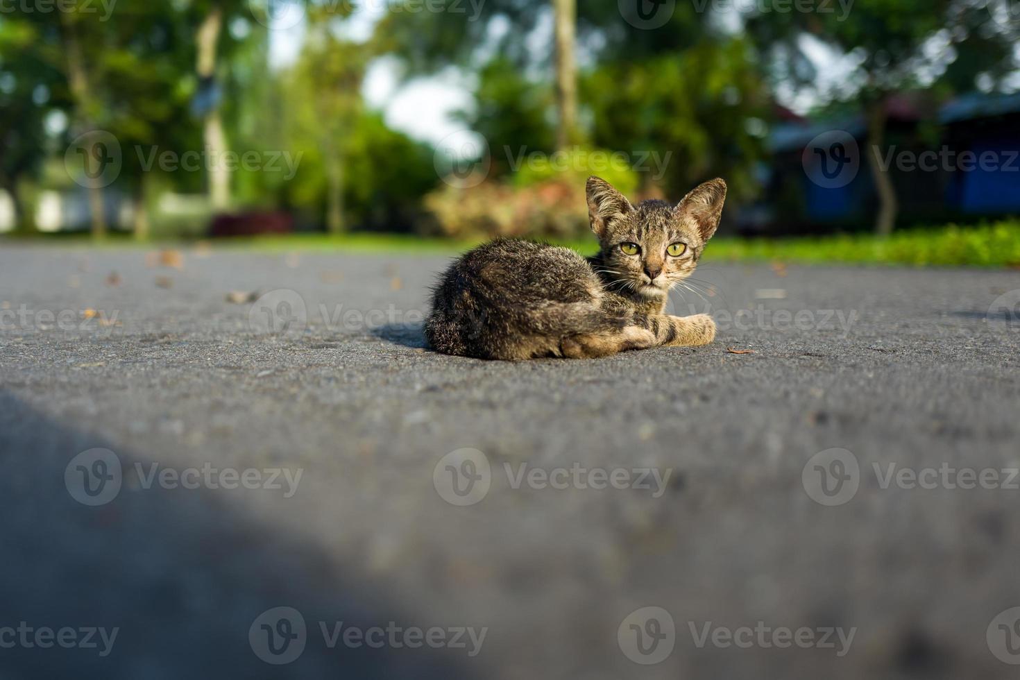 un jeune chat des rues à Yogyakarta photo