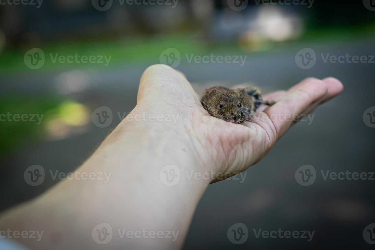 une petite souris sur une main photo