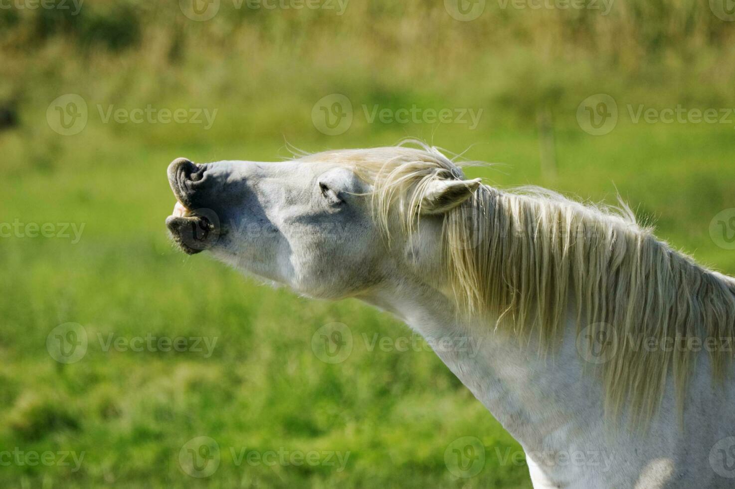 marrant sauvage cheval photo