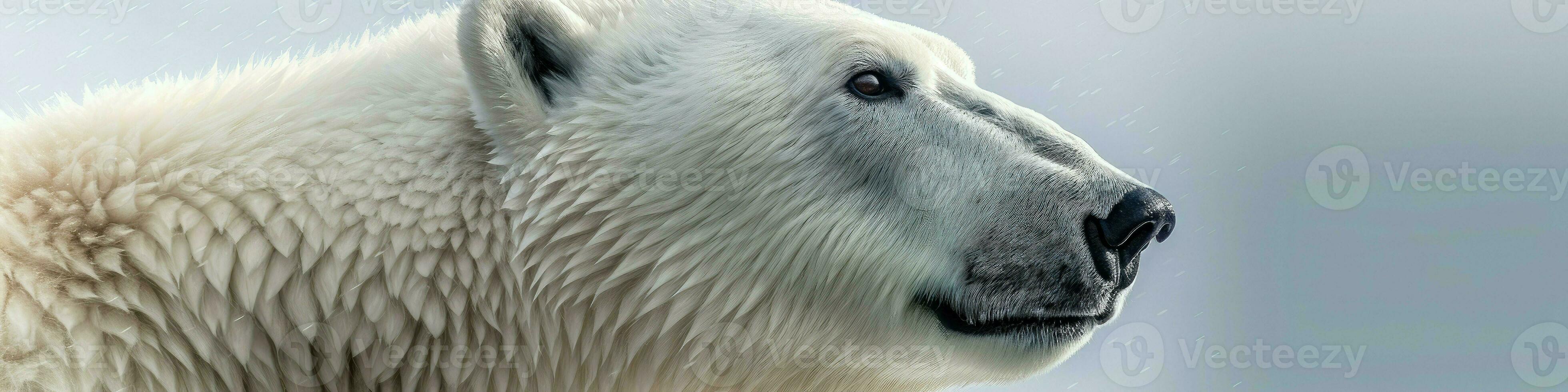 polaire ours - Ursus maritimus - portrait - génératif ai photo