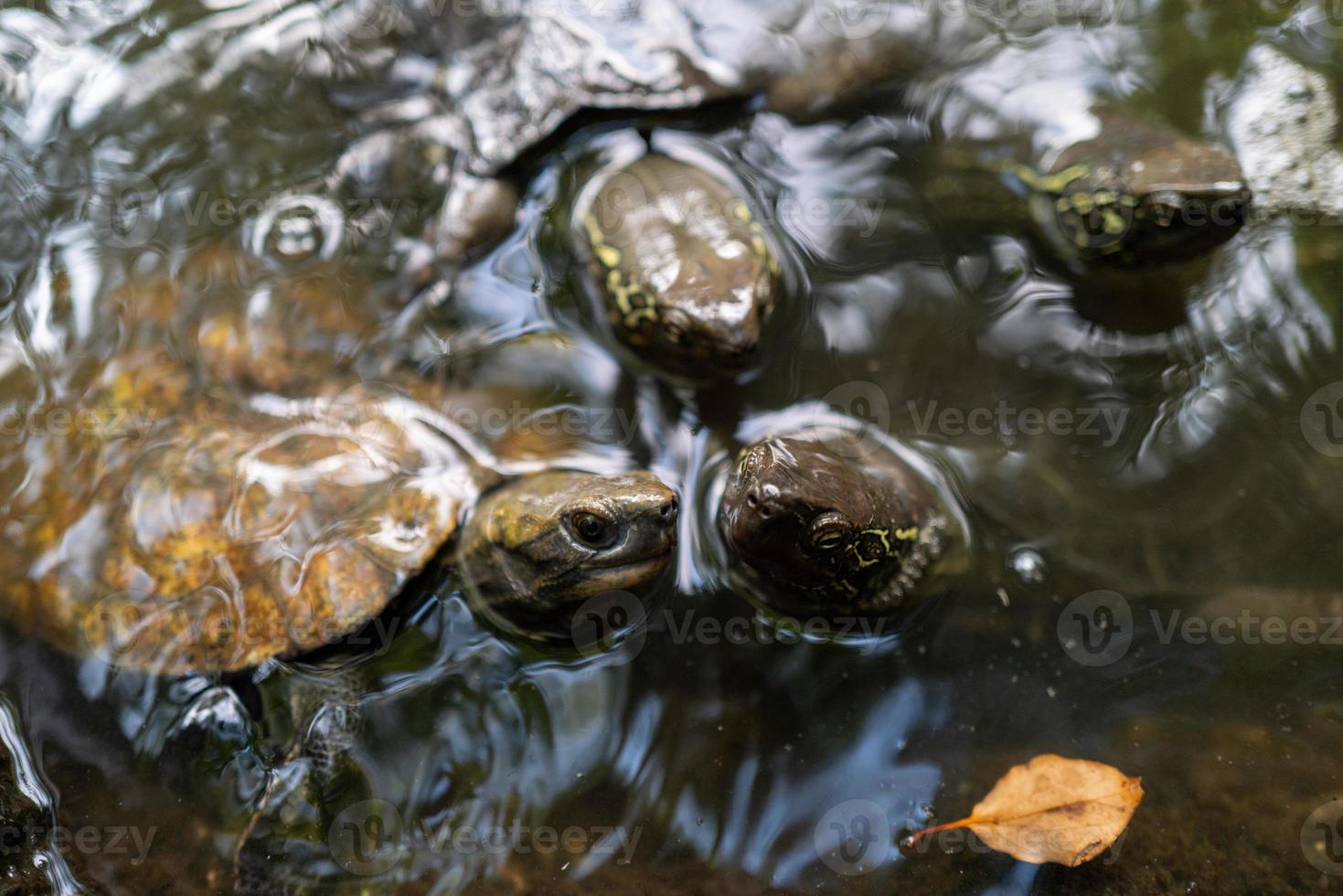 petites tortues marines à nagoya photo