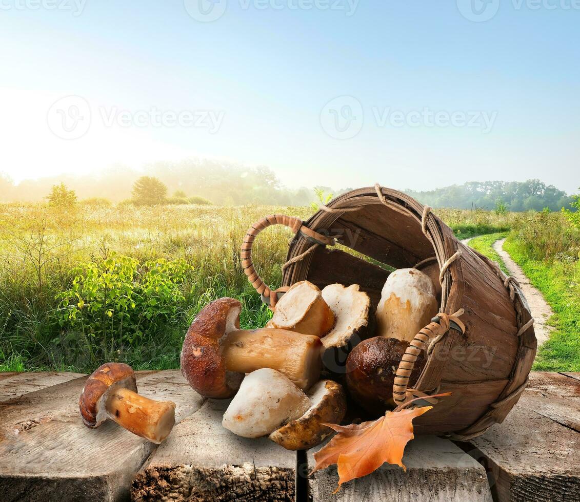 champignons sur une table photo