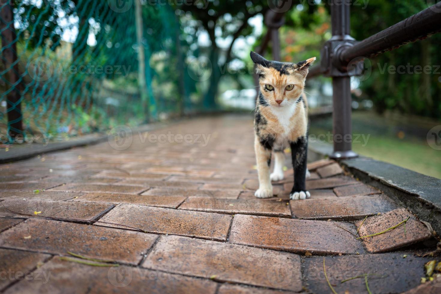 un chat des rues à malacca en malaisie photo