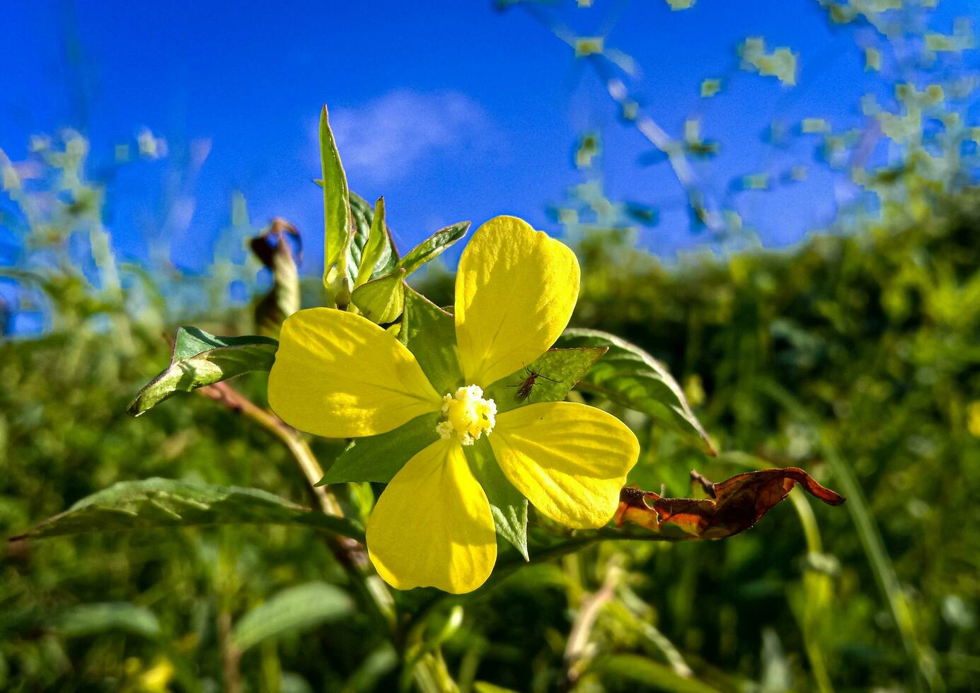 Jaune fleurs sauvages photo