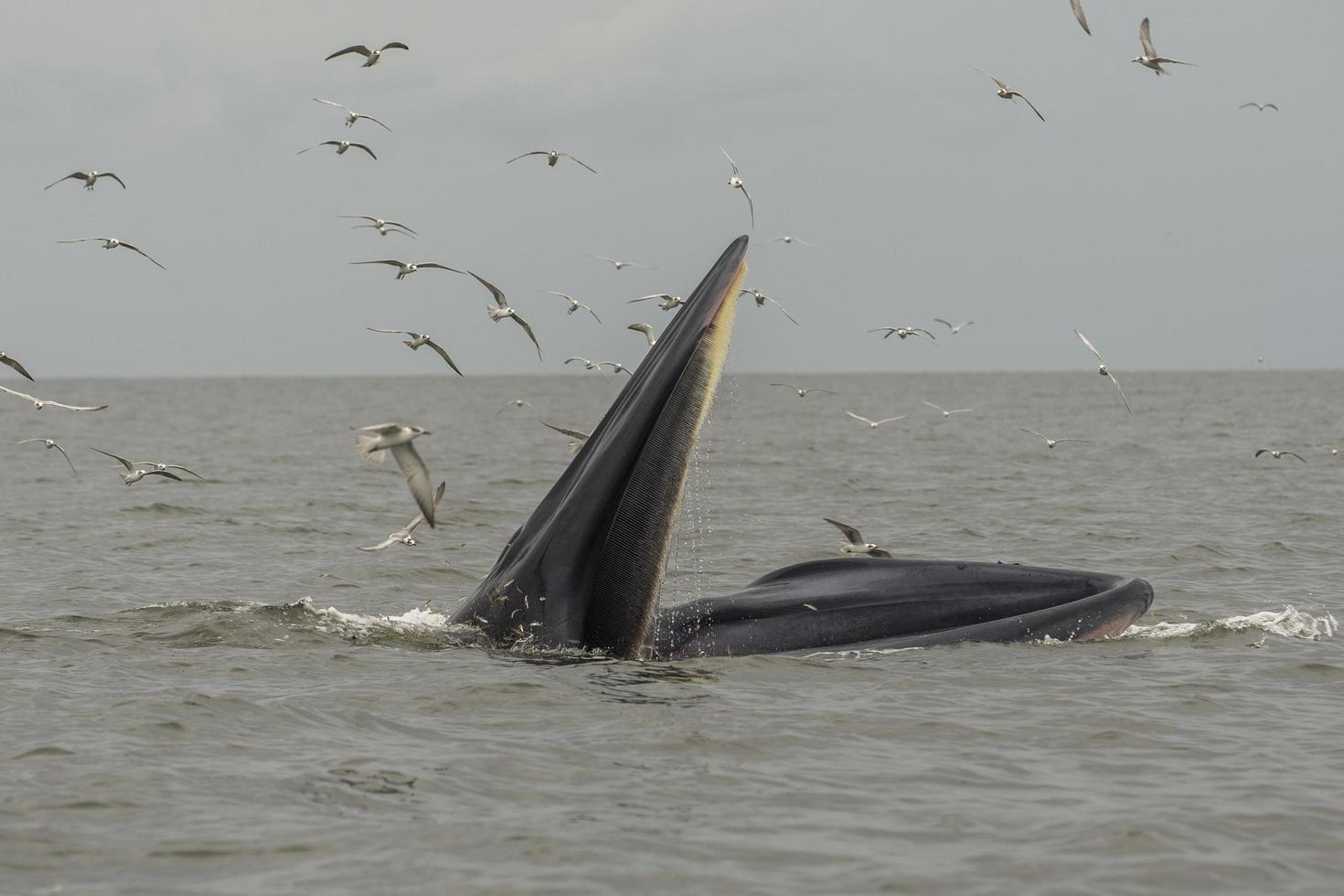 le rorqual de bryde, le rorqual d'Eden, mangeant du poisson dans le golfe de thaïlande. photo