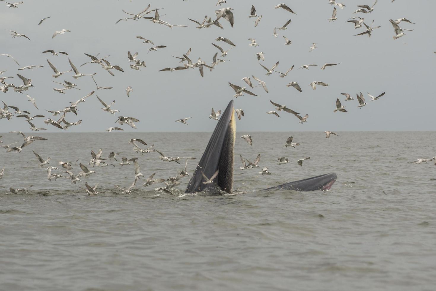 le rorqual de bryde, le rorqual d'Eden, mangeant du poisson dans le golfe de thaïlande. photo