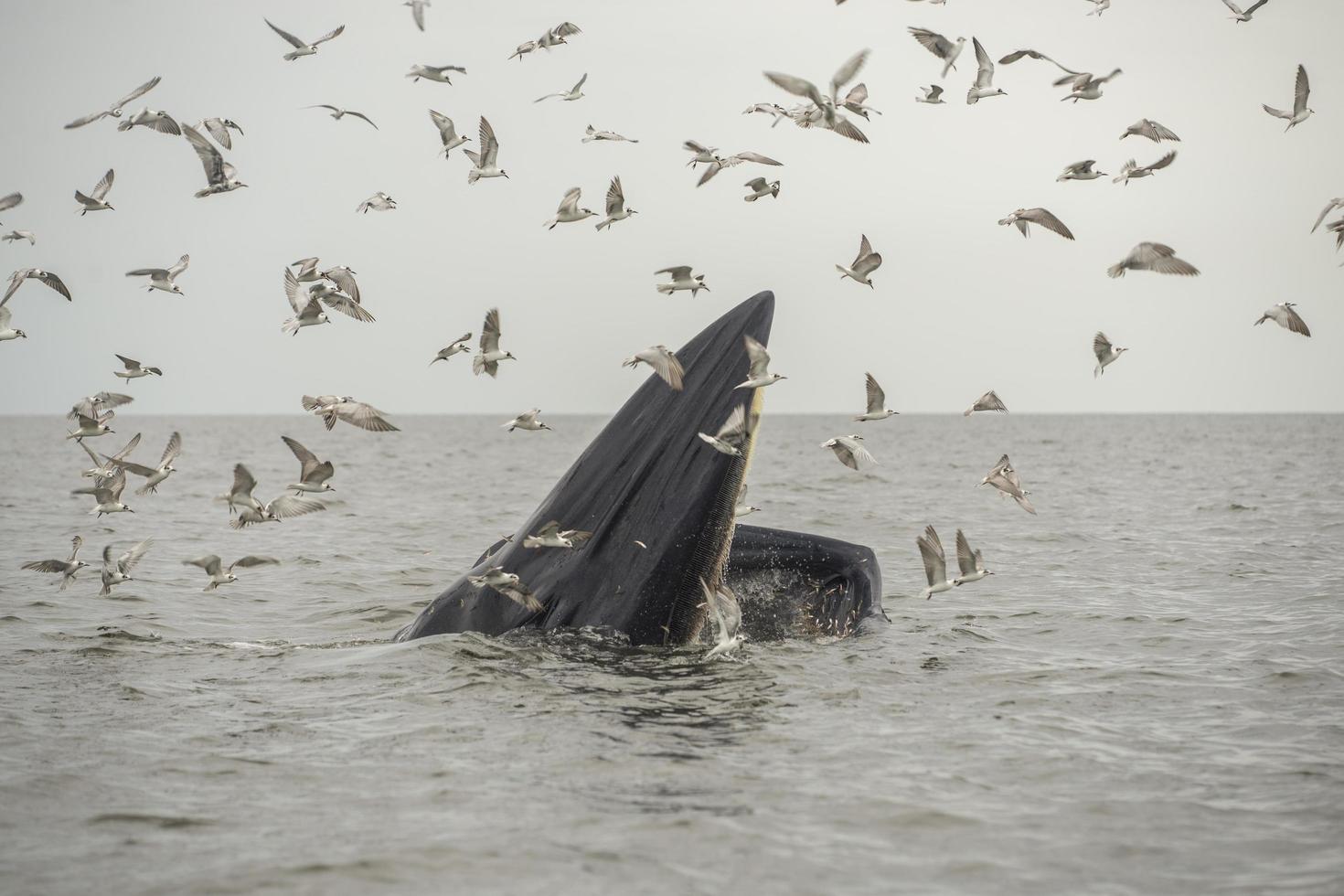 le rorqual de bryde, le rorqual d'Eden, mangeant du poisson dans le golfe de thaïlande. photo