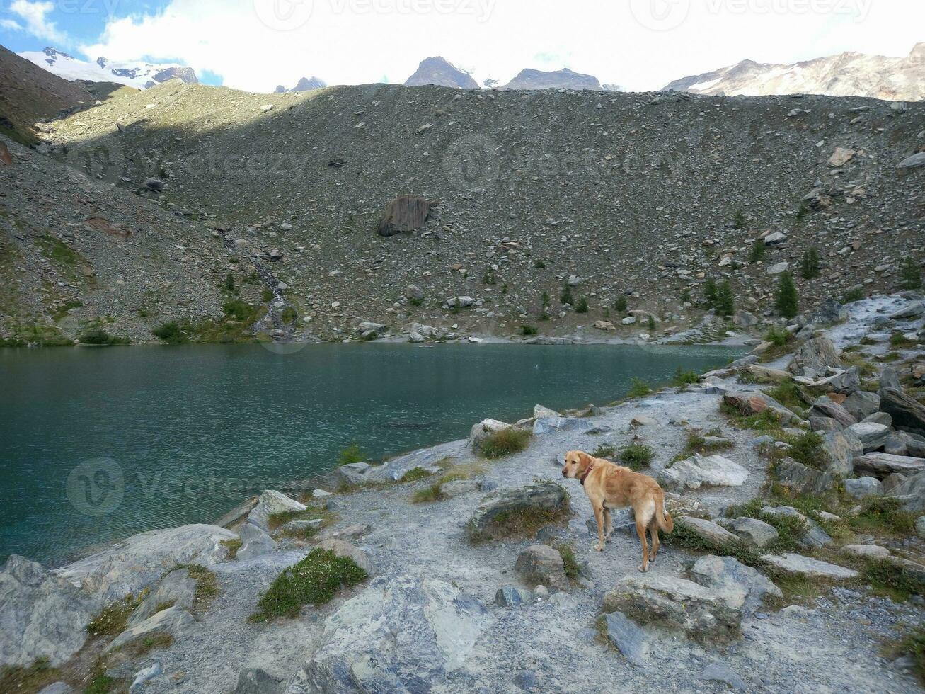 chien dans lago blu trad. bleu Lac dans oui dans aoste vallée photo