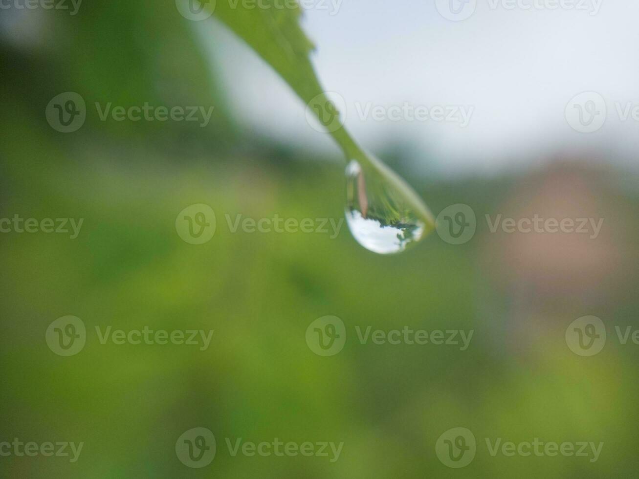 vert plante texture après pluie photo