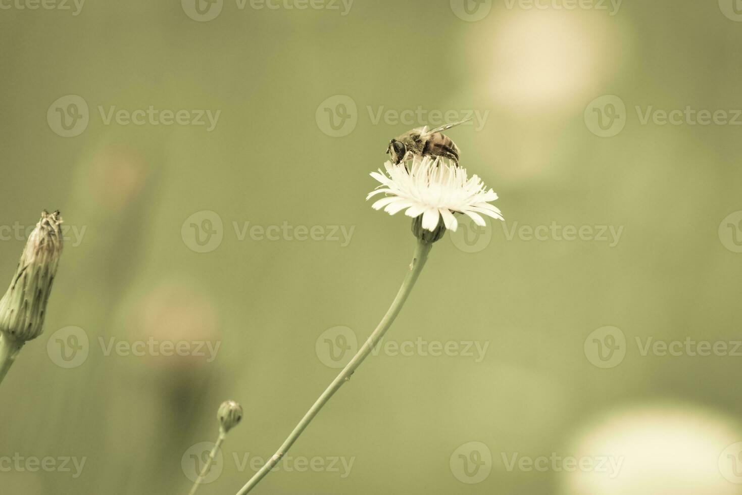 abeille sur une sauvage fleur, patagonie photo