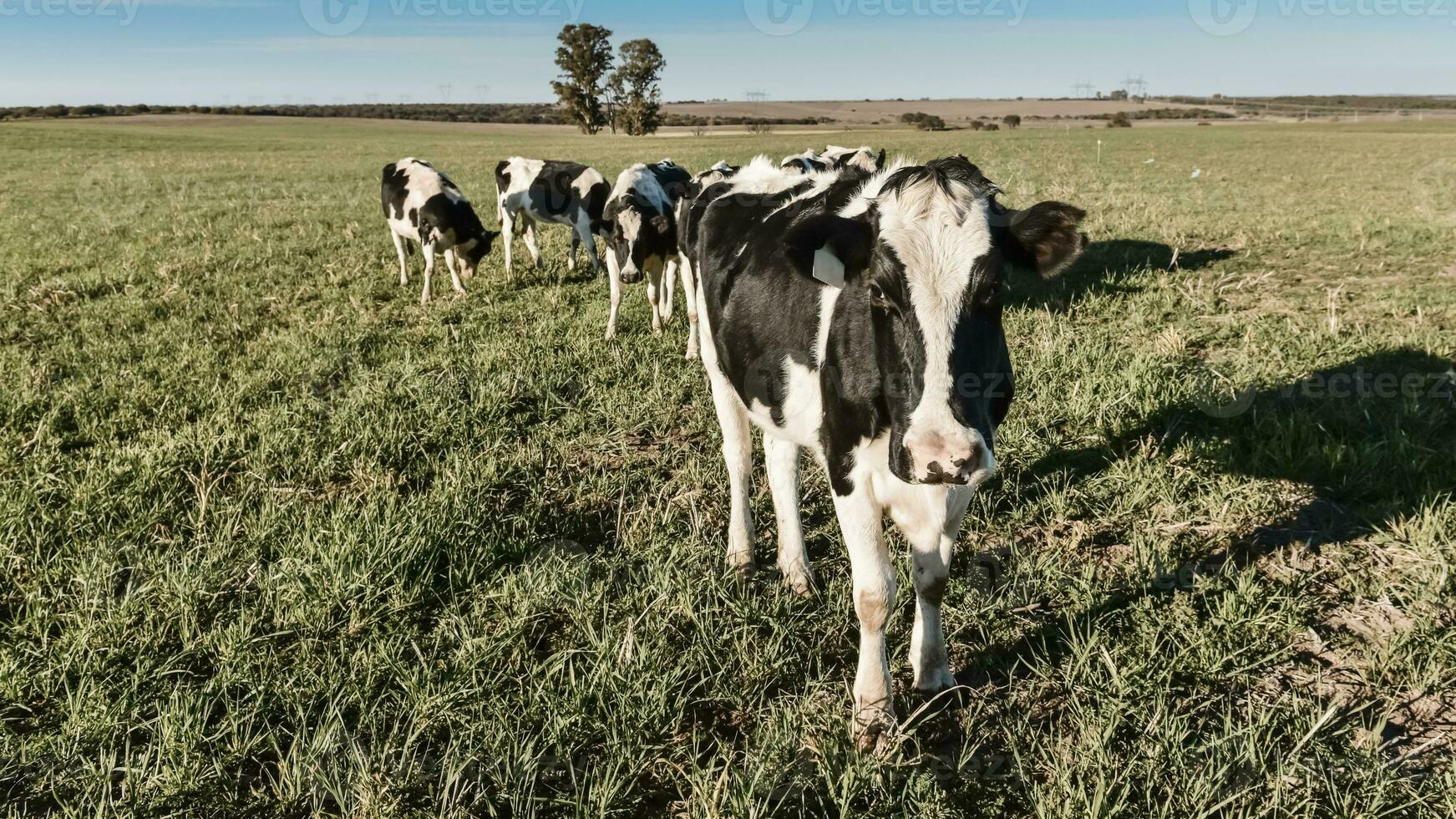 laitier vache dans pampa Campagne, Patagonie, Argentine photo