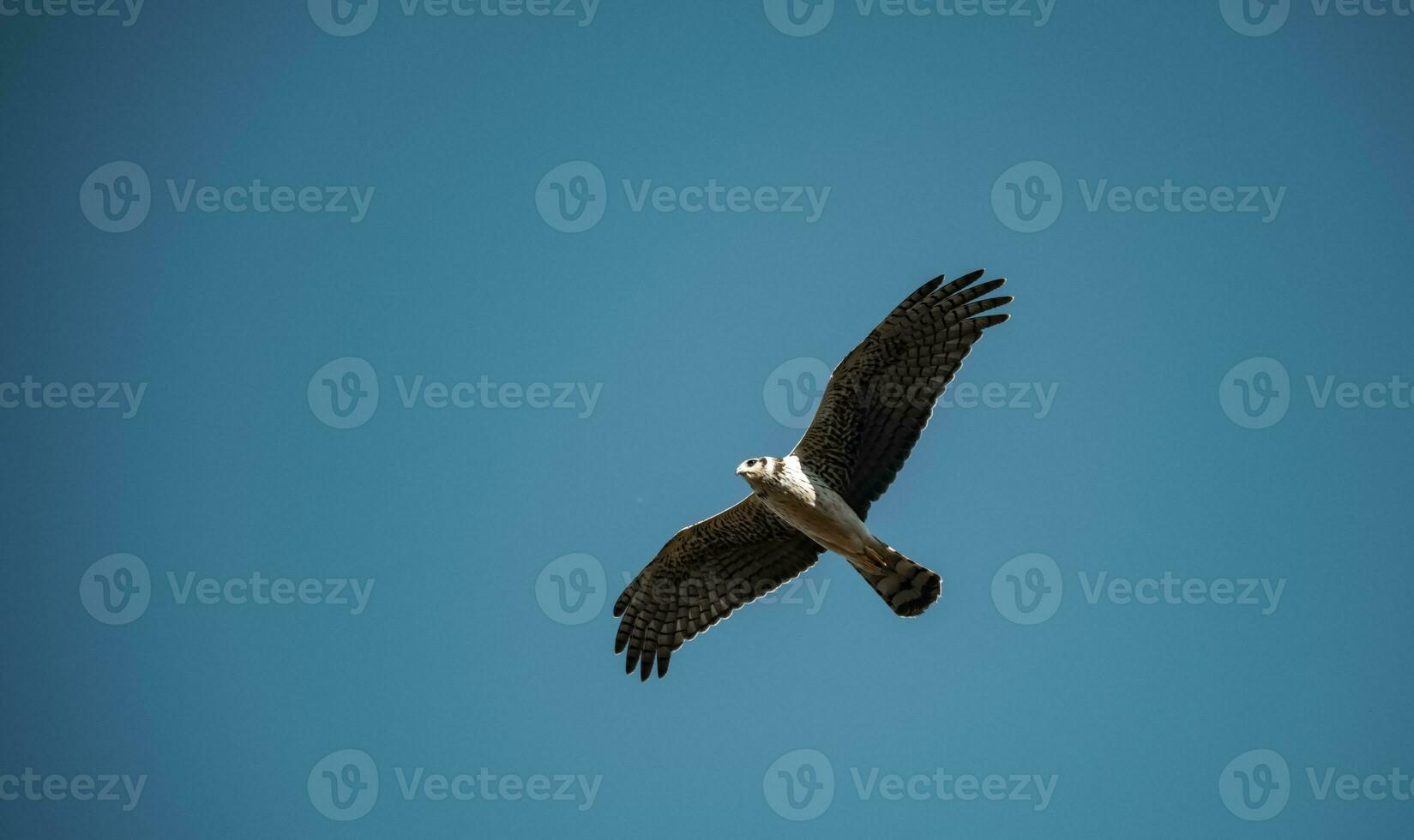 longue ailé harrier dans vol, la la pampa province, patagonie , Argentine photo