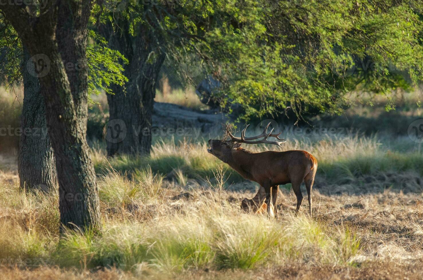 rouge cerf, Masculin rugissement dans la pampa, Argentine, parque luro, la nature réserve photo