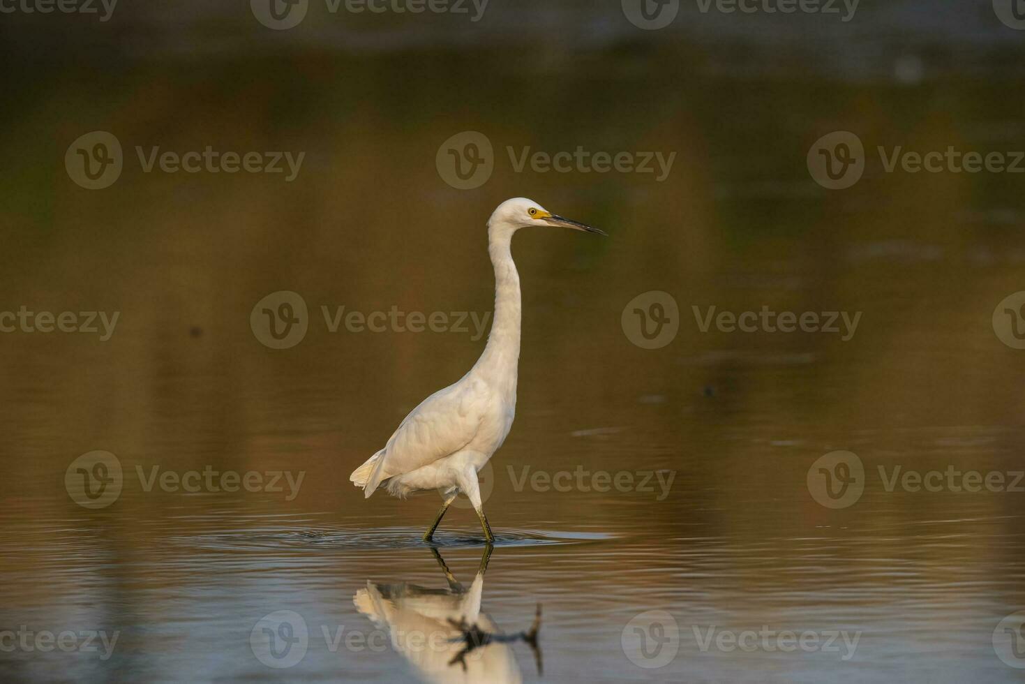 neigeux aigrette, egretta thula , perché, la la pampa province, patagonie, Argentine. photo