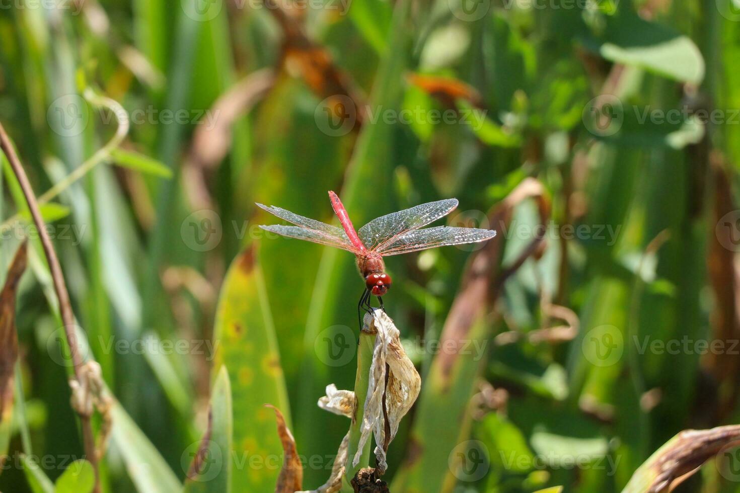 rouge libellule séance sur mort arbre branche sélectif concentrer macro insecte la photographie photo