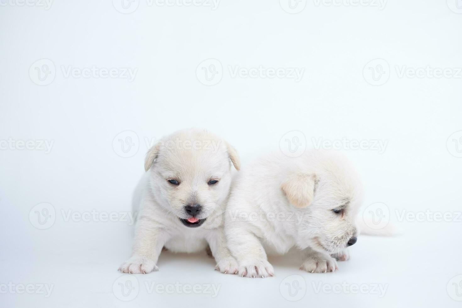 mignonne nouveau née de chiot chien isolé sur blanc arrière-plan, groupe de petit chiot blanc chien photo