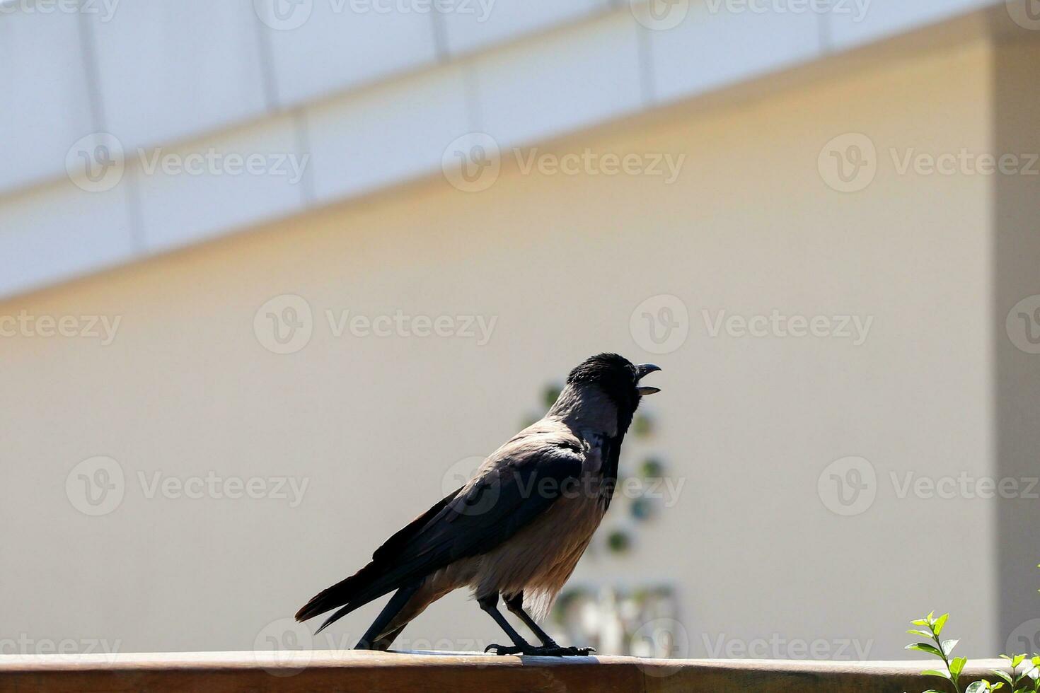 le maison corbeau ou le Indien à col gris photo