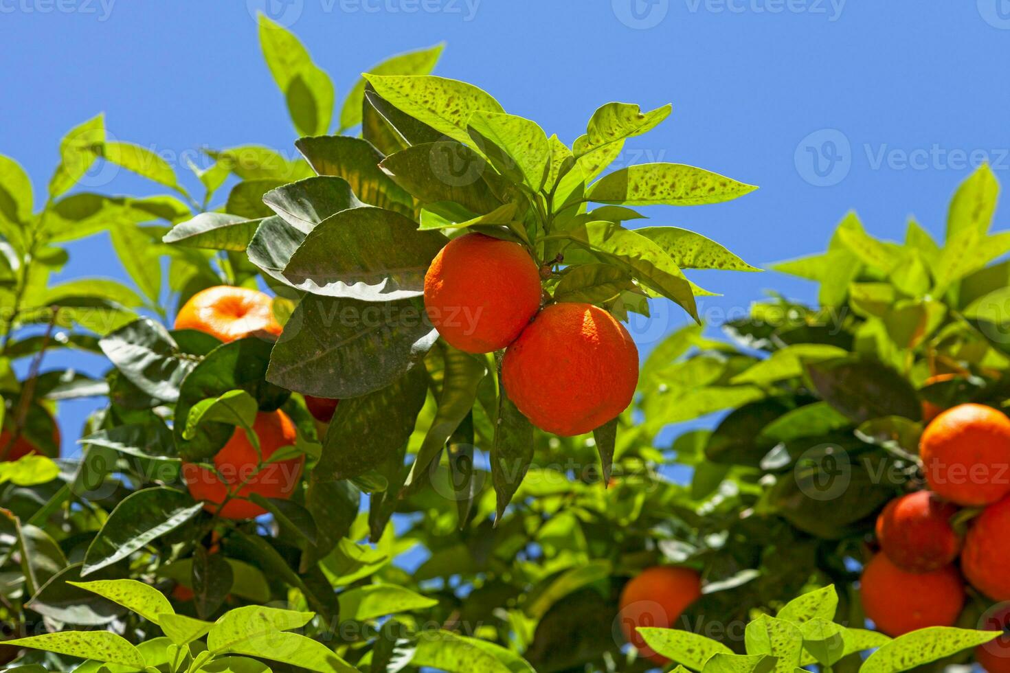 fermer sur des oranges dans une arbre photo