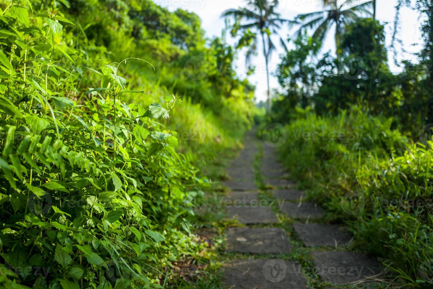 la promenade de la crête de campuhan à ubud à bali photo