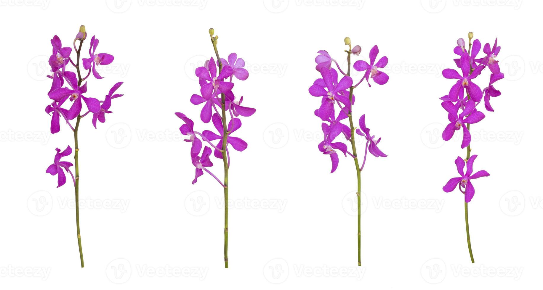 ensemble de Couper en dehors violet mokara orchidées tige isolé sur le blanc Contexte photo